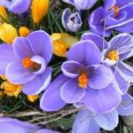 images5