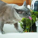 gatto-beve-acqua animali