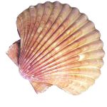 pag05_capasanta
