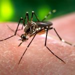 pag11_Dengue_Fever_ap