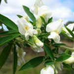 pag15_Chamaecytisus palmensis