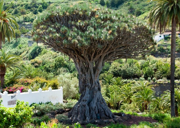 I misteri delle Canarie: il leggendario El Drago di Tenerife
