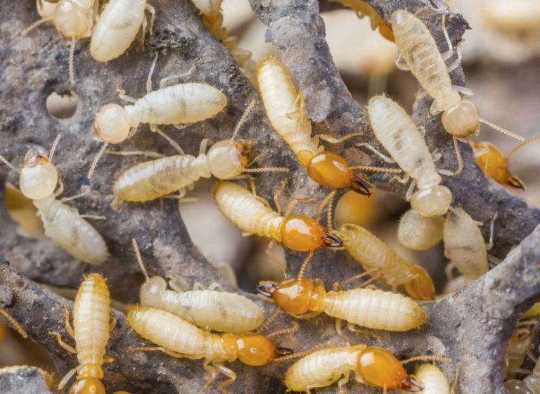 I comportamenti scorretti con le termiti saranno sanzionati fino a 3.000 euro