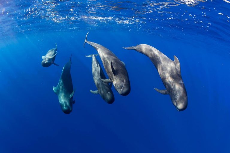 La costa occidentale di Tenerife, il primo sito patrimonio delle balene in Europa