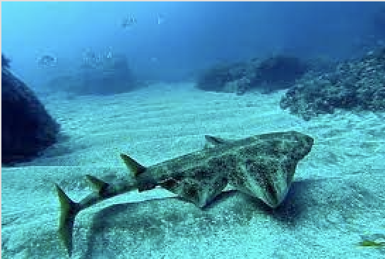 Fino a 500 cuccioli di squalo angelo in pericolo di estinzione