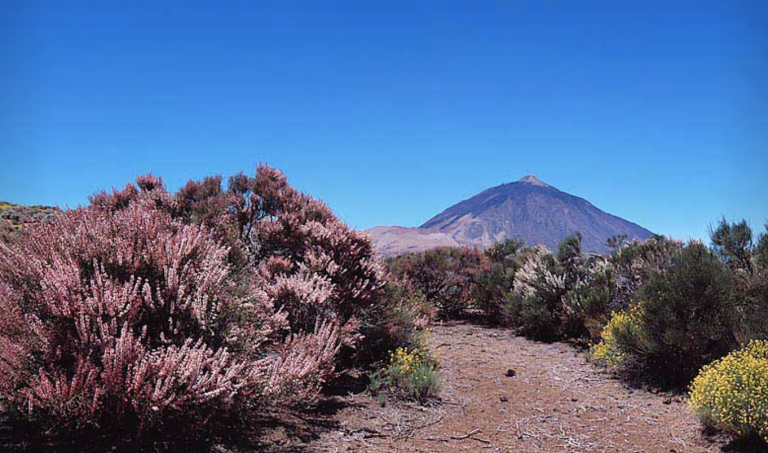 Chiedono lo smantellamento della funivia e l’eradicazione del muflone sul Monte Teide