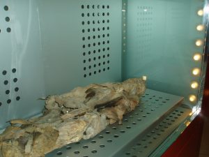 Mummia guanche museo santa_cruz